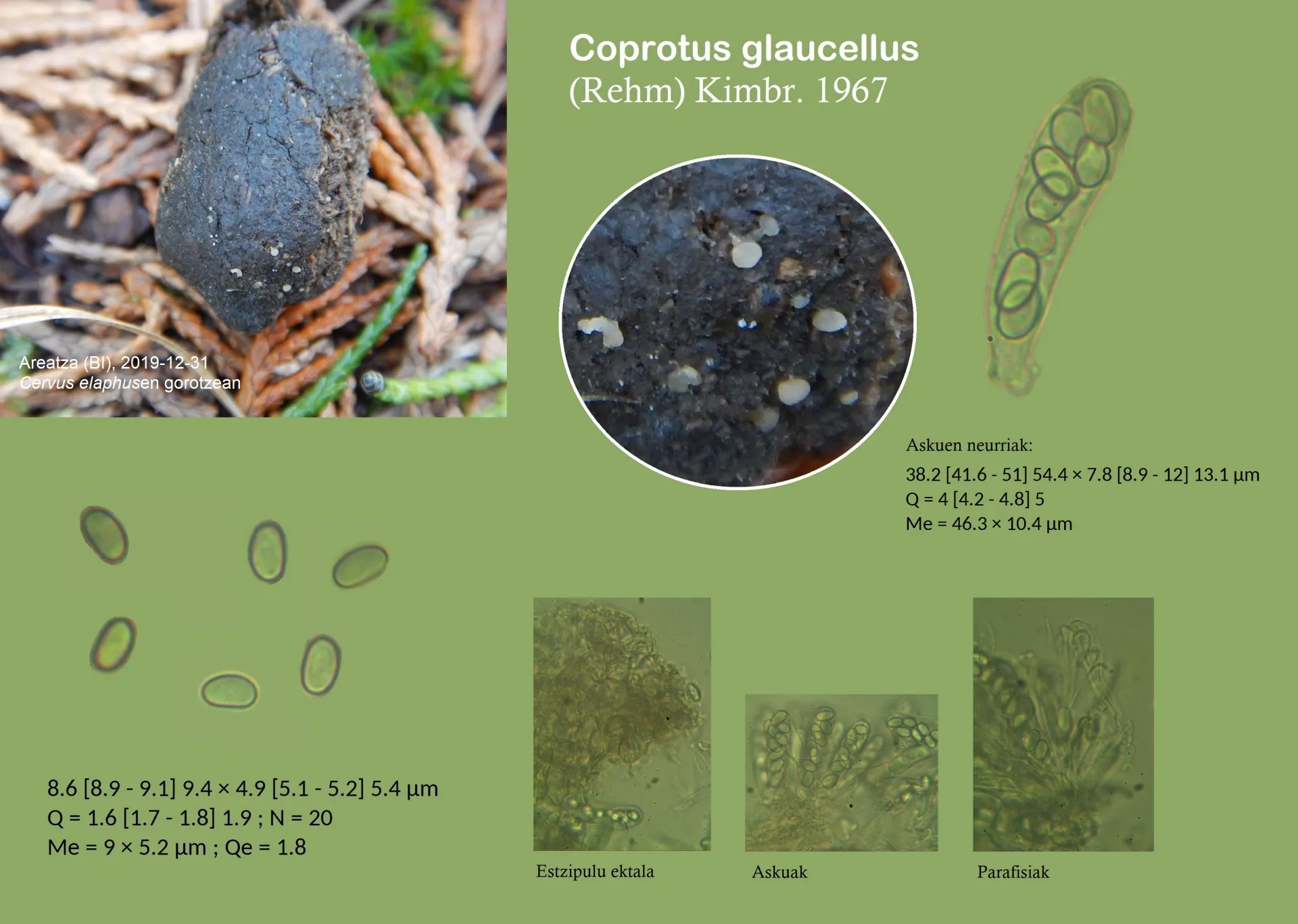 Coprotus glaucellus